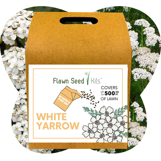 White Yarrow Eco-Friendly Seeding Kit