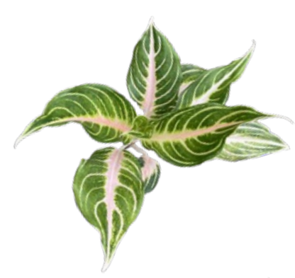 Aglaonema Pink Panama 4 inch Grower Pot