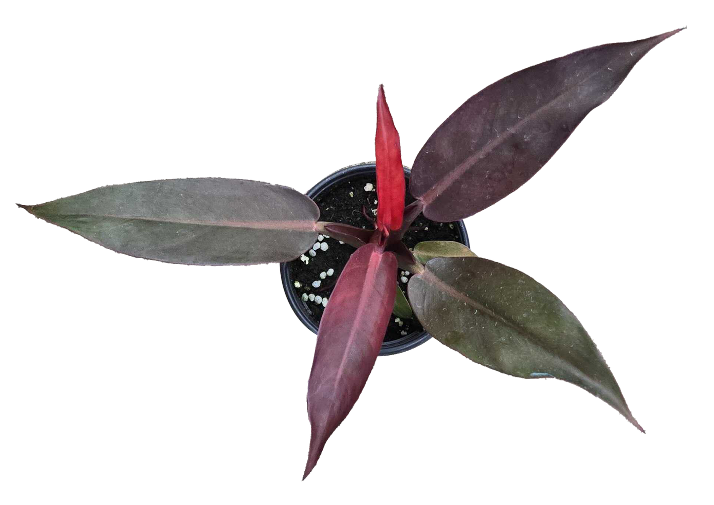 Philodendron Sun Red 4 inch Grower Pot