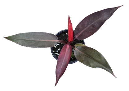 Philodendron Sun Red 4 inch Grower Pot