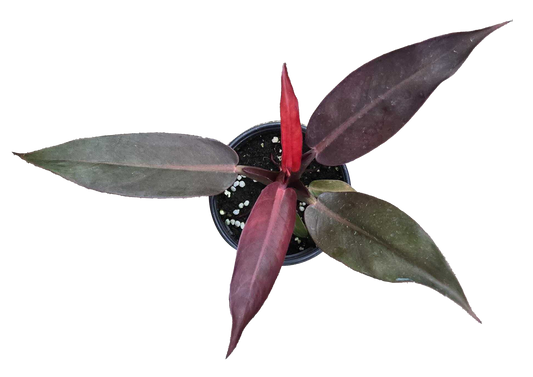 Philodendron Sun Red 4 inch Grower Pot