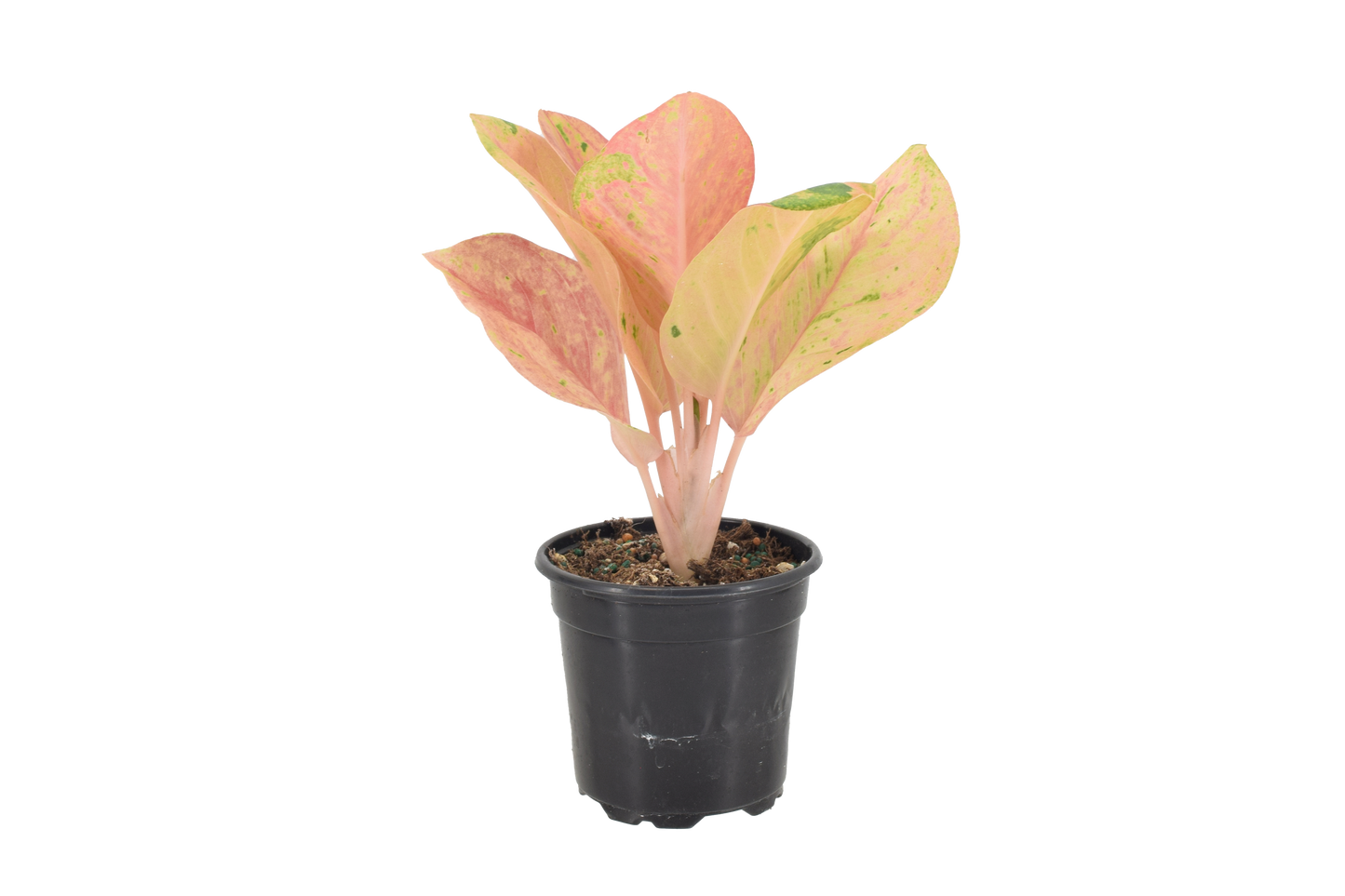 Aglaonema Pink Emerald 4 inch Grower Pot
