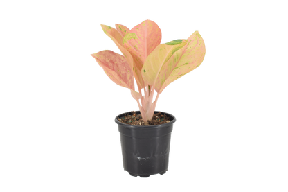 Aglaonema Pink Emerald 4 inch Grower Pot