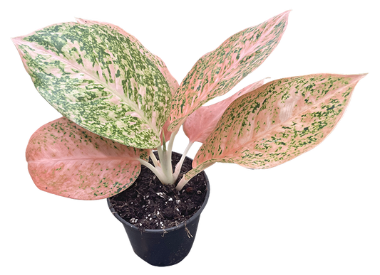 Aglaonema Orange Stardust 4 inch Grower Pot