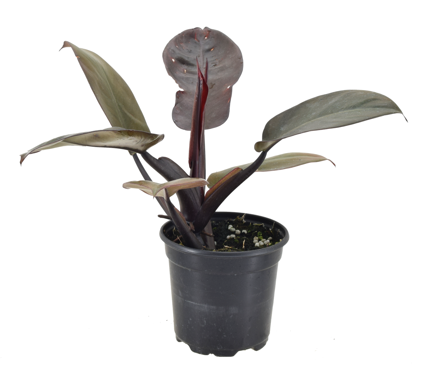 Philodendron Black Cardinal 4 inch Grower Pot