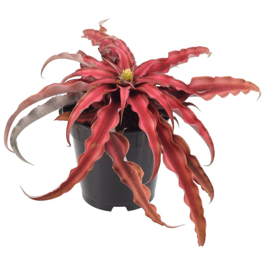 Cryptanthus Red Earth Star 4 in. Plastic Grower Pot