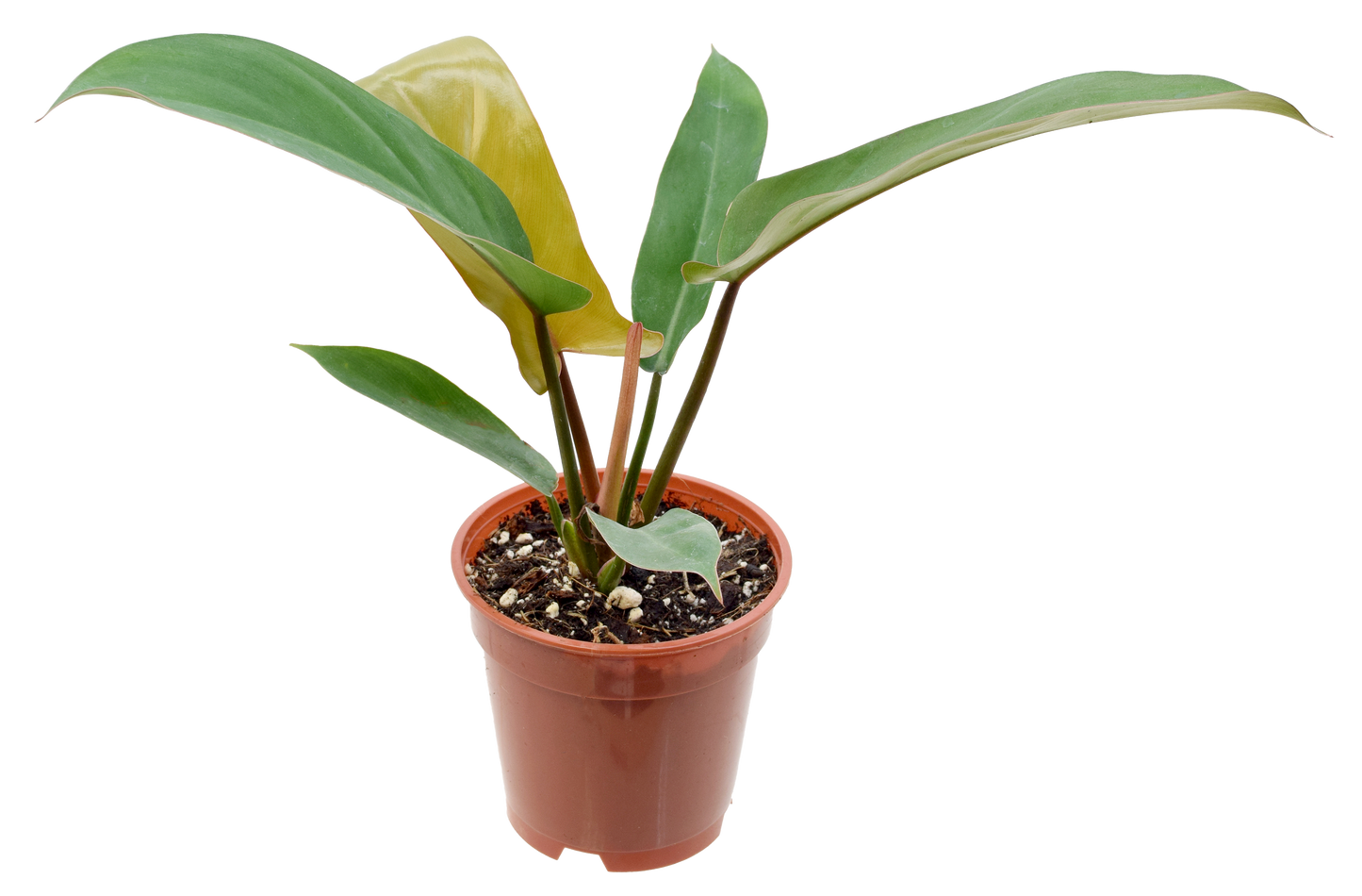 Philodendron Florida Bronze 4 inch in Grower Pot