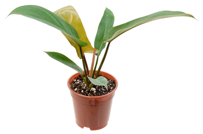 Philodendron Florida Bronze 4 inch in Grower Pot