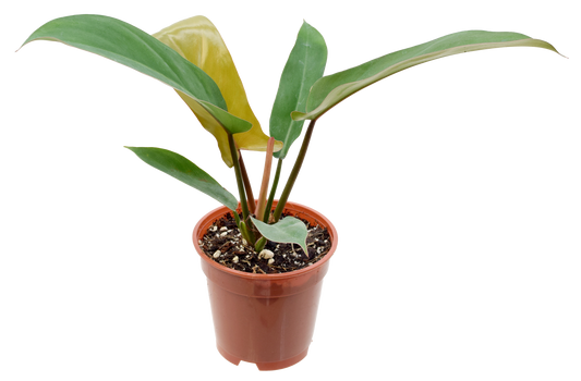 Philodendron Florida Bronze 4 inch in Grower Pot