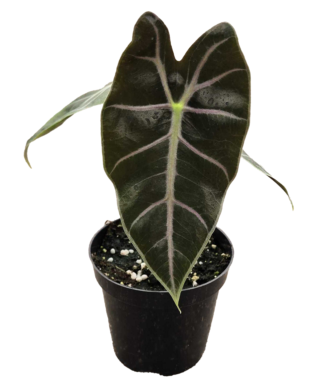 Alocasia Longiloba Purple Vein 4 inch Grower Pot