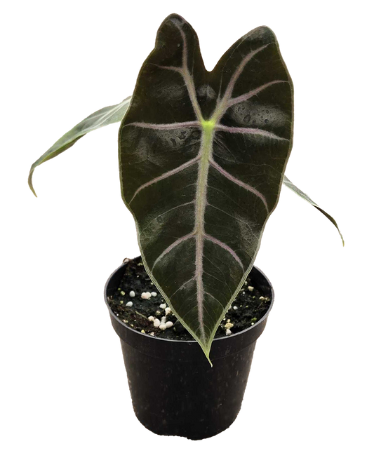 Alocasia Longiloba Purple Vein 4 inch Grower Pot