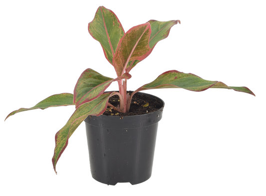 Aglaonema Aurora Siam 4 inch Grower Pot