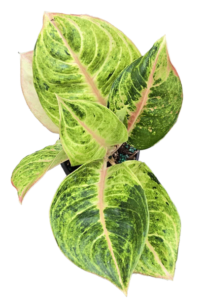 Aglaonema Mahasombat 4 inch Grower Pot