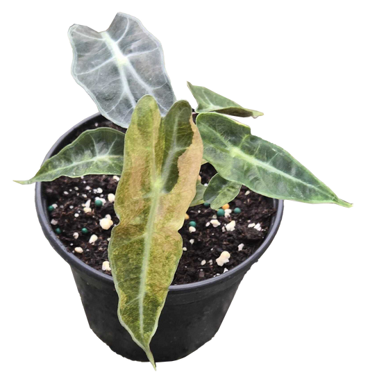 Alocasia Polly Variegated 4 inch Grower Pot