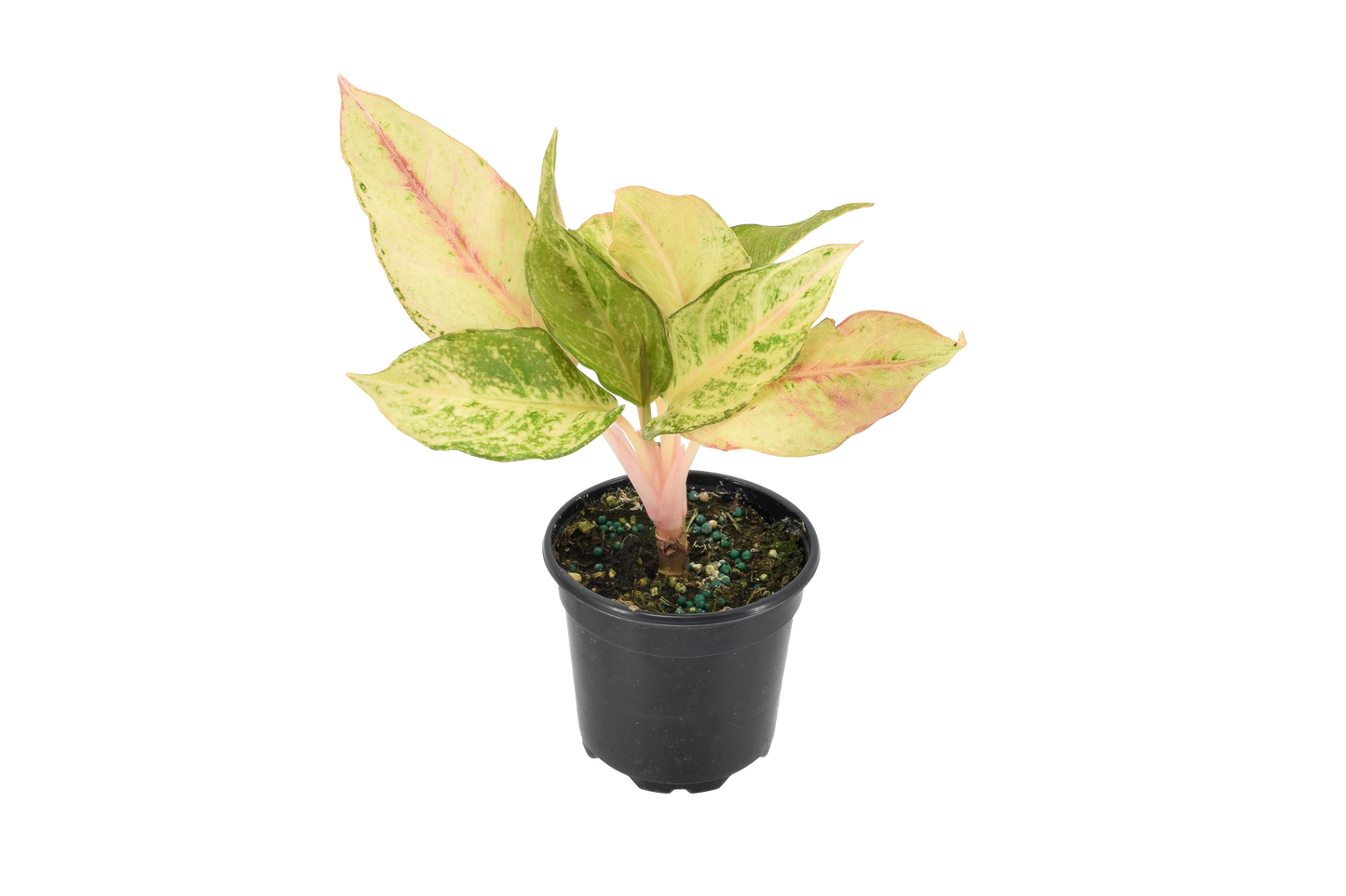 Aglaonema Lucky 4 inch Grower Pot