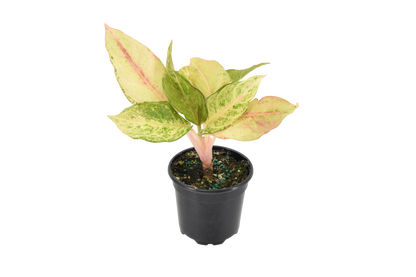 Aglaonema Lucky 4 inch Grower Pot