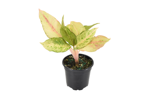 Aglaonema Lucky 4 inch Grower Pot
