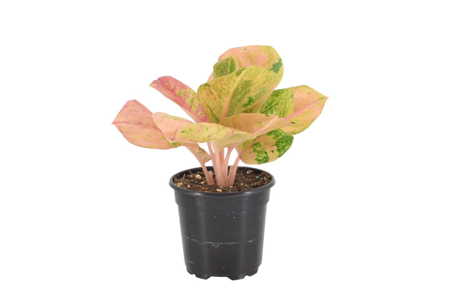 Aglaonema Pink Emerald 4 inch Grower Pot