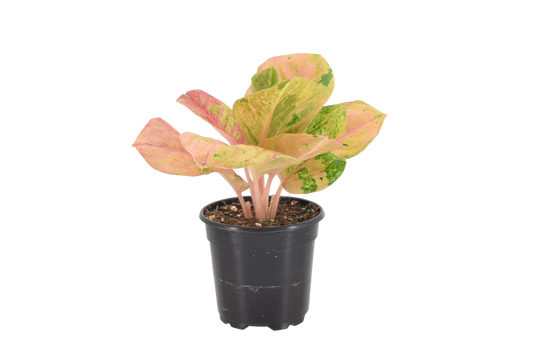 Aglaonema Pink Emerald 4 inch Grower Pot