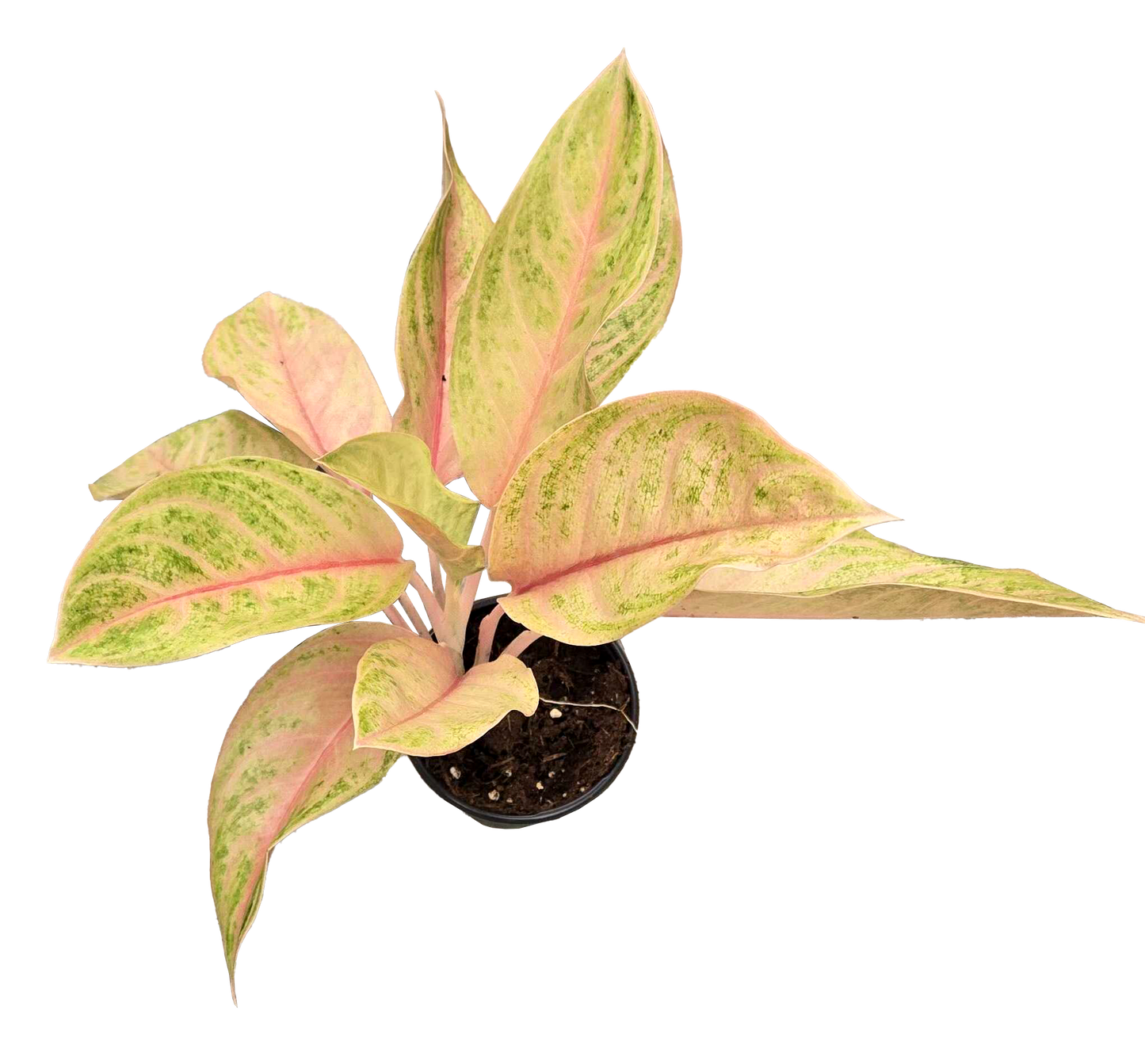 Aglaonema Baby Tiger 4 inch Grower Pot