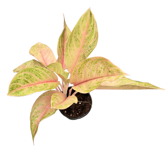 Aglaonema Baby Tiger 4 inch Grower Pot