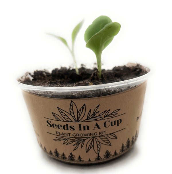 Chives | Plant Seed Grow Kit | Seeds In A Cup®