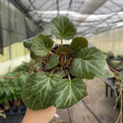 Strawberry Begonia - 4"