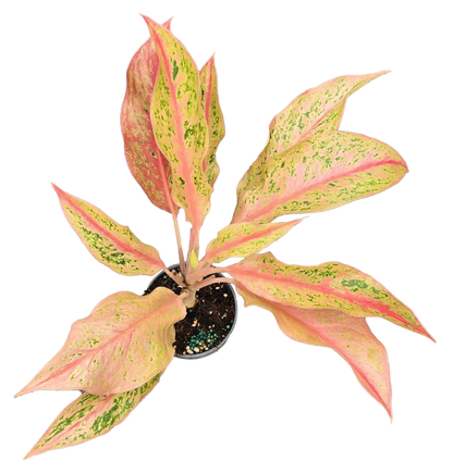 Aglaonema Pink Baramee 4 inch Grower Pot