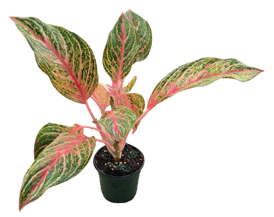 Aglaonema Miss Thailand 4 inch grower pot