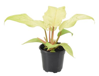 Philodendron Snowdrift 4 inch Grower Pot