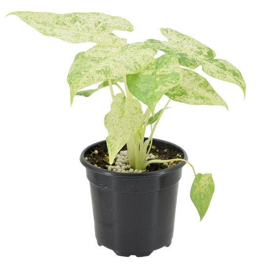 Alocasia Odora Batik Variegated 4 inch Grower Pot