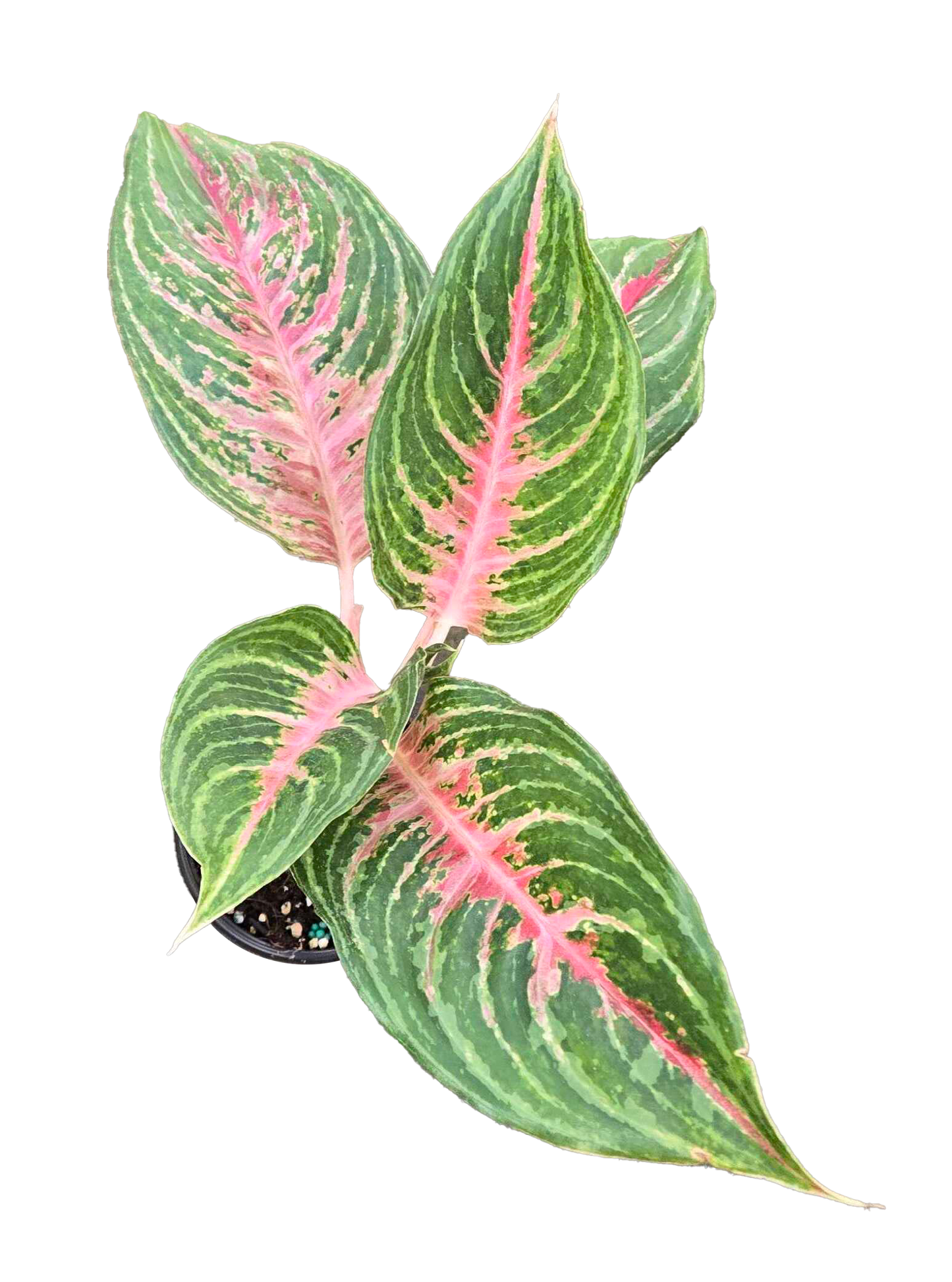Aglaonema Mahanakorn 4 inch Grower Pot