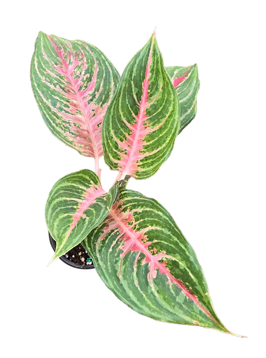 Aglaonema Mahanakorn 4 inch Grower Pot