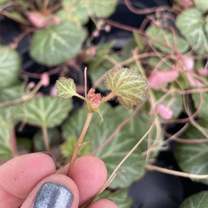 Strawberry Begonia - 4"