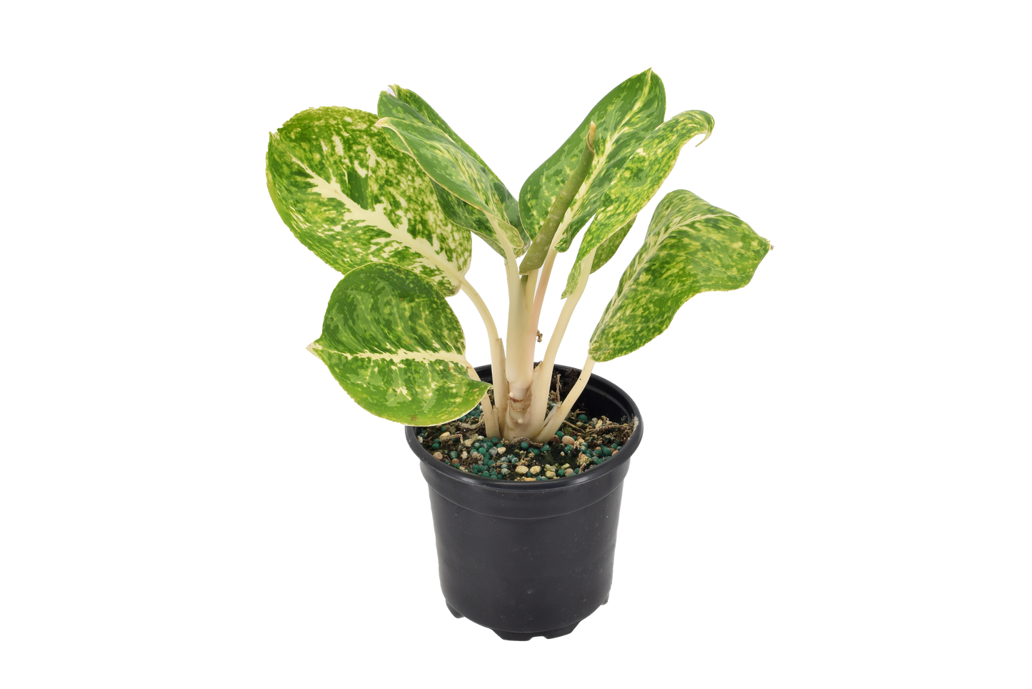 Aglaonema Green Papuma 4 inch Grower Pot