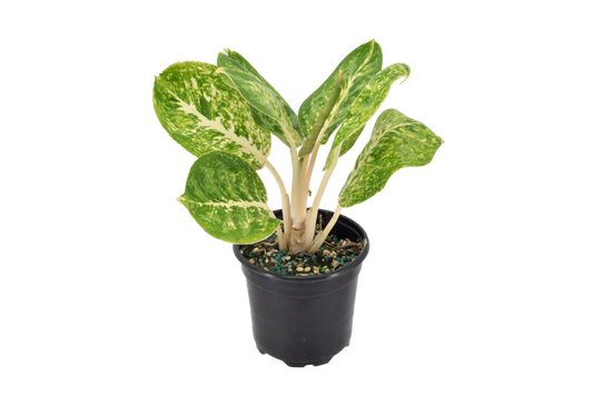 Aglaonema Green Papuma 4 inch Grower Pot