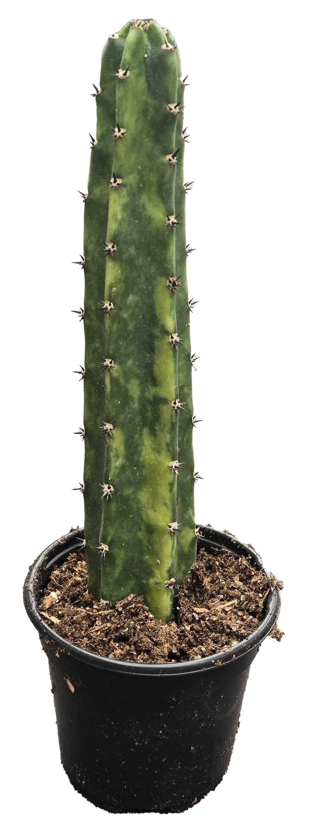 Cactus Harrisia Varieg. Queen of the Night 4 inch Grow Pot
