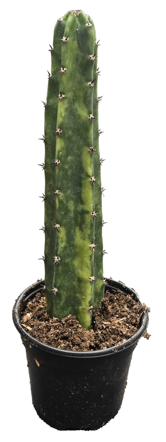 Cactus Harrisia Varieg. Queen of the Night 4 inch Grow Pot