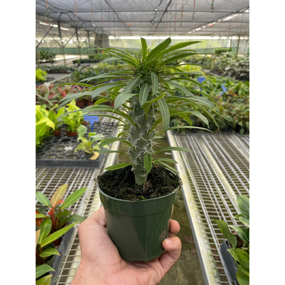 Pachypodium 'lamerei' (Madagascar Palm)