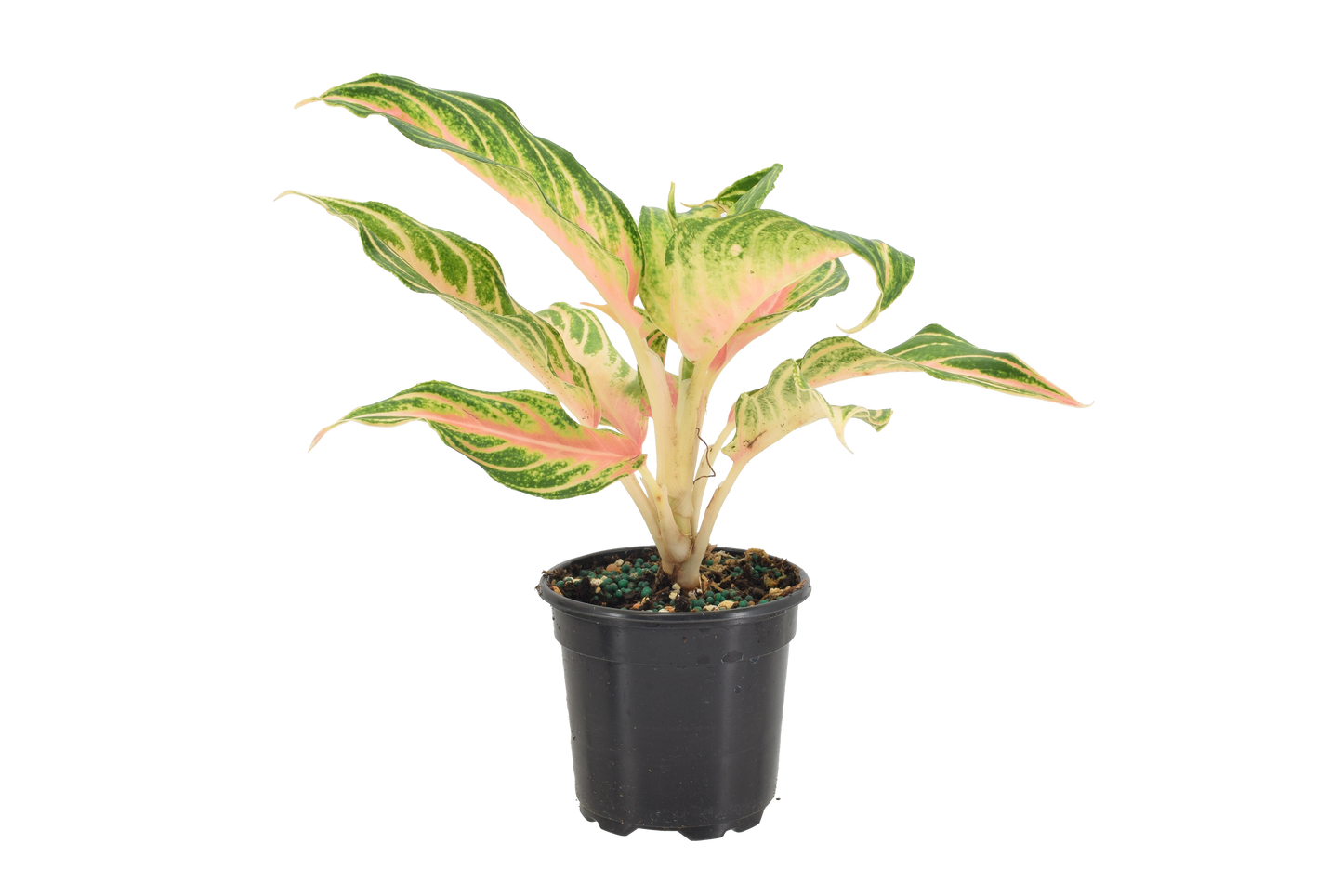 Aglaonema Pink Panama 4 inch Grower Pot