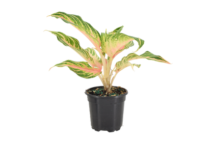 Aglaonema Pink Panama 4 inch Grower Pot