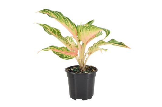 Aglaonema Pink Panama 4 inch Grower Pot