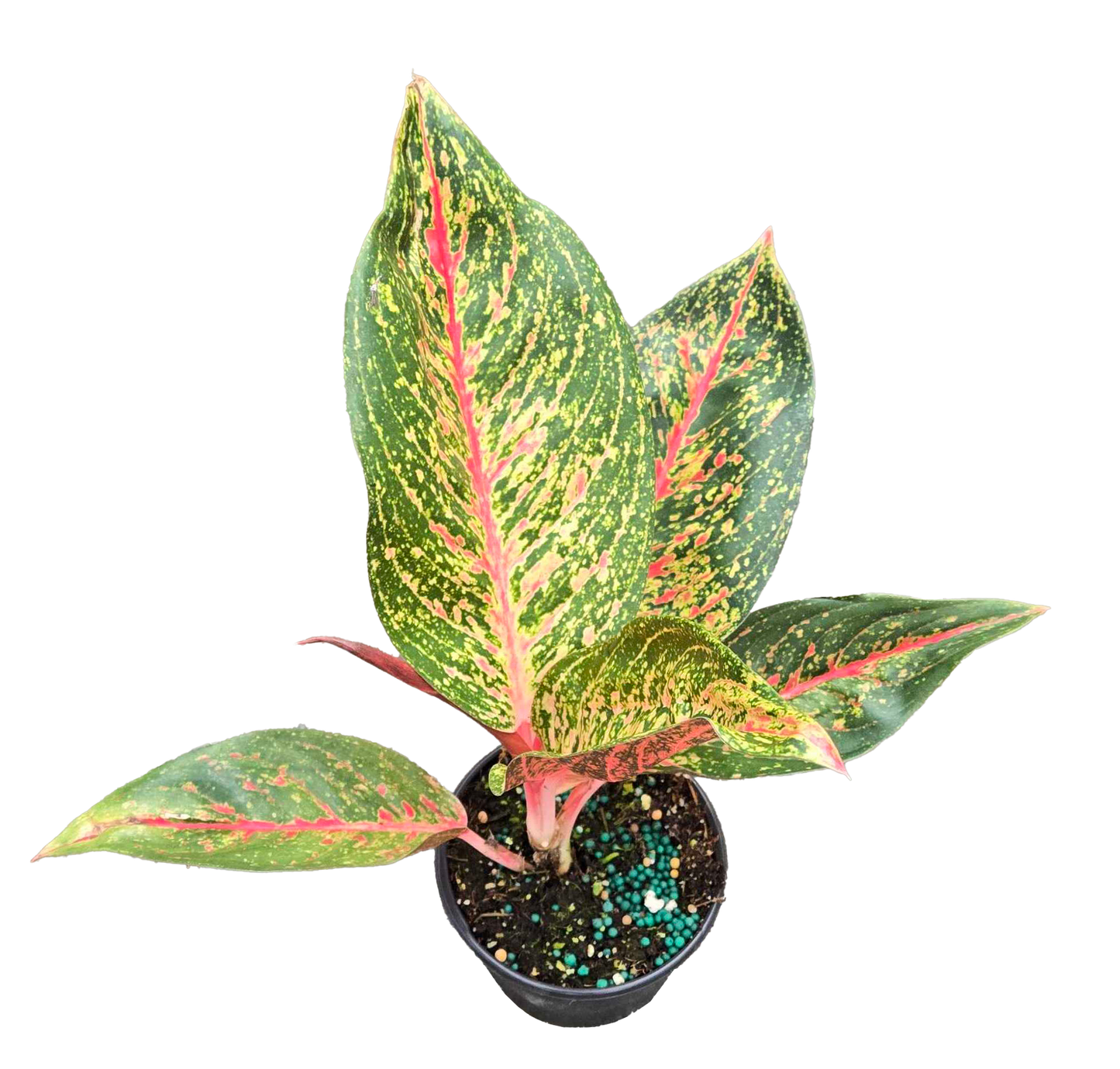 Aglaonema Red Stardust 4 inch Grower Pot