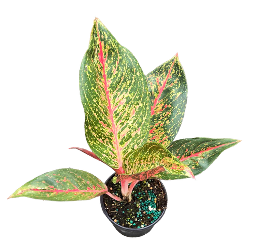 Aglaonema Red Stardust 4 inch Grower Pot