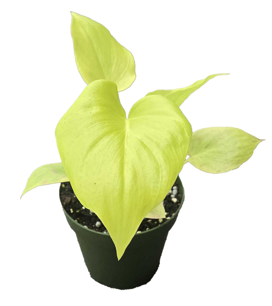 Philodendron Warscewiczii 4 inch Grower Pot