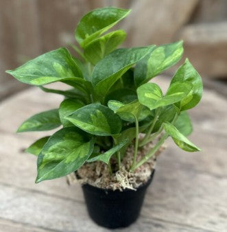 Global Green Pothos 4"
