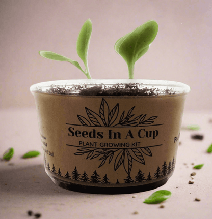 Chives | Plant Seed Grow Kit | Seeds In A Cup®