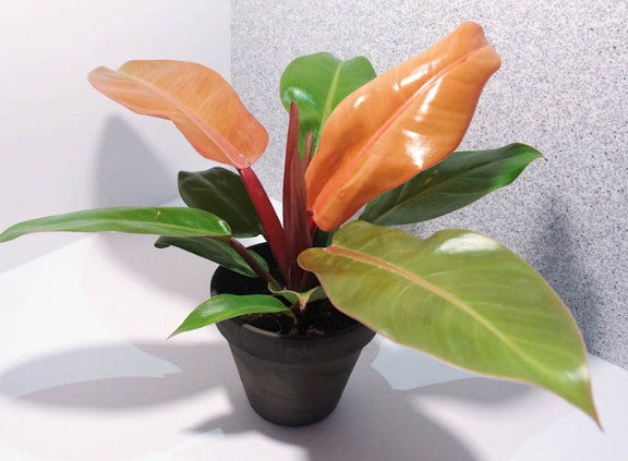 Philodendron Prince of Orange 4"