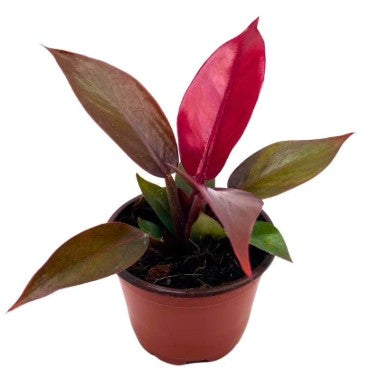 Philodendron Red Sun
