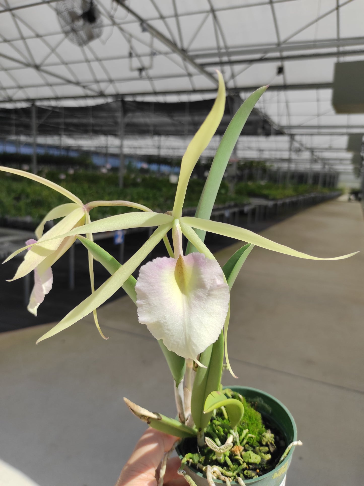 Brassocattleya Saint André